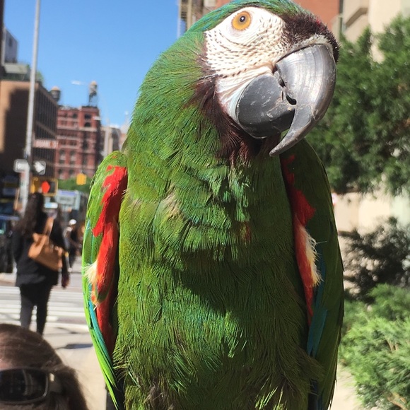 Phoenix 20 Years Old - Picture 1 of 7